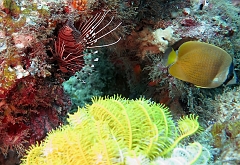 Velidhu - 2013_03_12 - IMG_0581rf_Laffe cornu ou poisson diale ou pterois a antennes - Pterois antennata_Wissaradhuni thila_Plongee